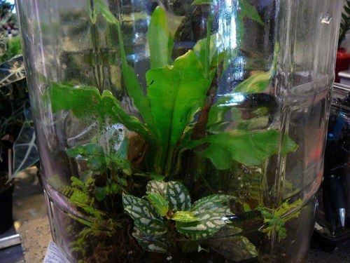 坏的水缸也Neng变花园：耐水湿花卉推荐