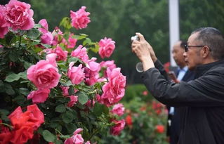 月季花开，廊坊美景