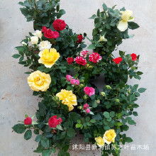 橙钻月季的花期小秘密