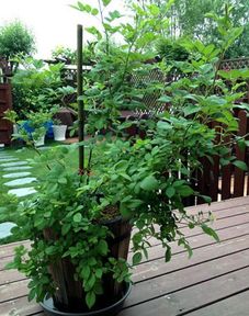 蓝莓作种果树，身并没凶吉分。