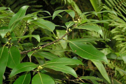 香樟树种子繁殖揭秘