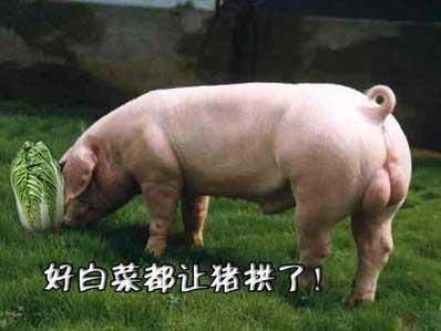 调教种公猪，如何让它们听话又高效