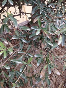 小叶黄杨繁殖与虫害防治