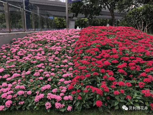 夏天公园里的花卉种植， 省心又省钱