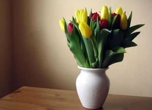 在家种植郁金香的小秘诀