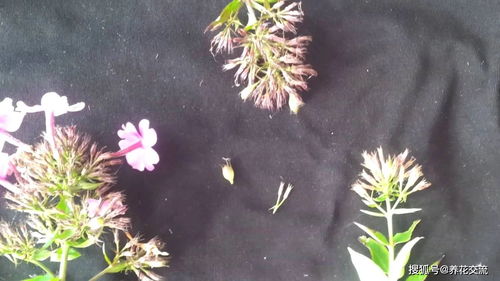 第三步：常见花卉育苗技术