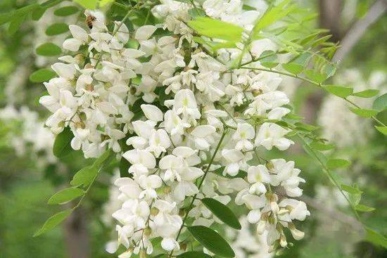 洋槐花花期有多长？从盛开到凋零
