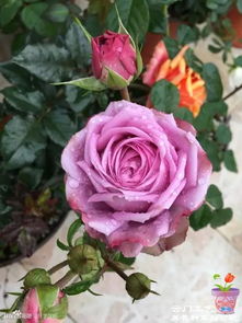 一、木星王月季的优点