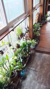 揭秘我家阳台飘香的小白花之谜