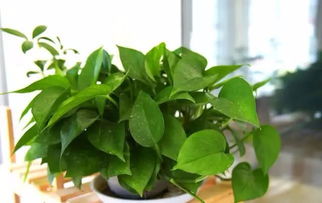 绿萝养殖小贴士