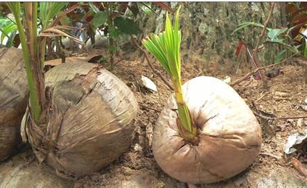 椰子苗的可爱模样