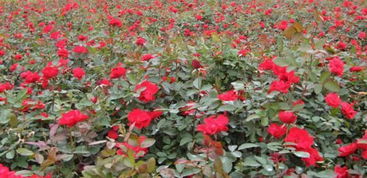 红帽子月季移植后的管理之道