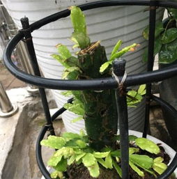 自动开花嫁接技术，如何实现分层操作