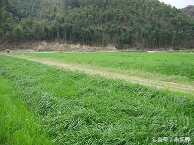 五、 安徽气候三大怪：北冷南热中间摇摆