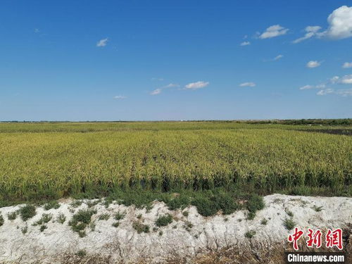 自动档种植，省力又省心