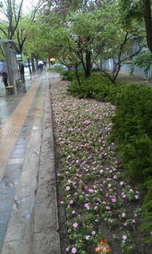 城市路边绿化带开的白色小花是什么