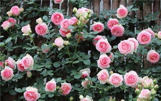 月季花盆尺寸大揭秘，常见大小大集合！