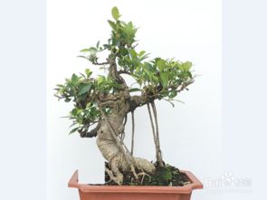 第二步：选材要讲究，砧木和接穗要匹配