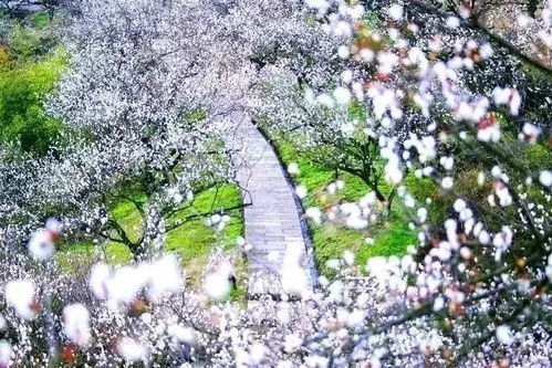 广东梅花盛开最集中的地方是罗浮山