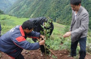 花椒种植的最佳时间是什么季节？