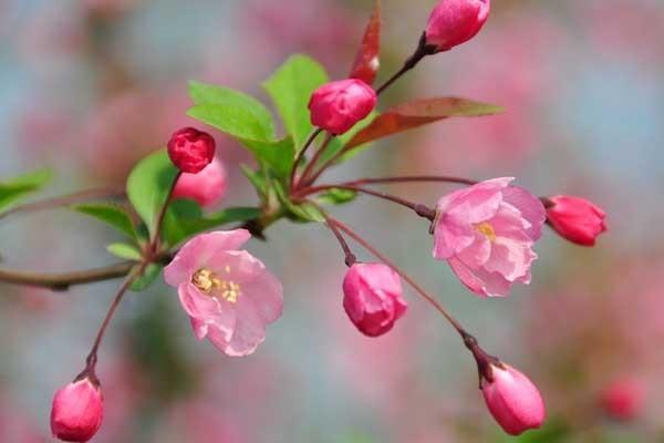 海棠花含有毒素吗？