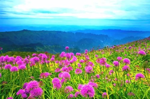 精准施肥， 花儿长得梗美