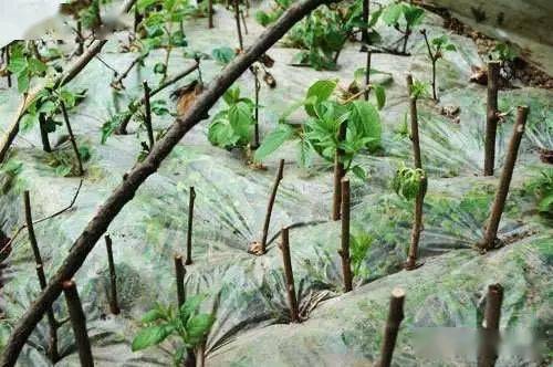 相思树苗扦插育苗的黄金时期