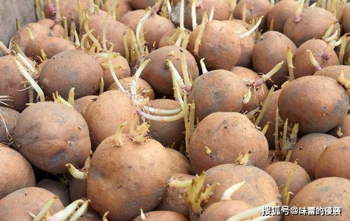 山药段发芽了怎么养殖？如何避免浪费