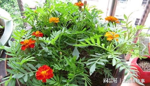 菊花茶可以浇花吗？这样用