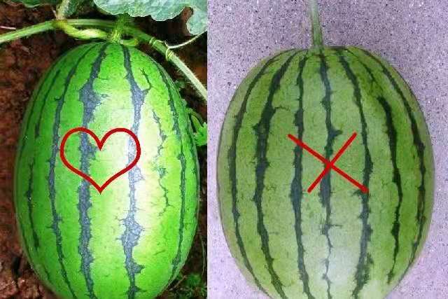 乙草胺误喷西瓜，影响大不大？