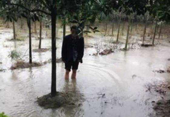 苗木防涝的重要性