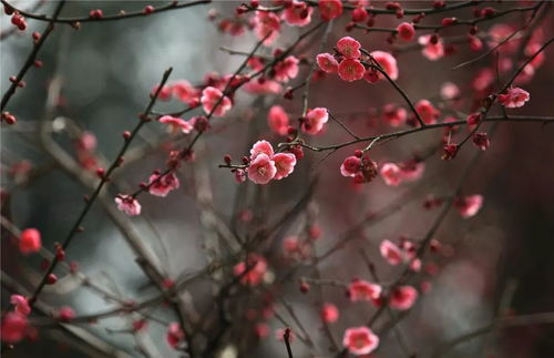 松红梅为何不开花？春意盎然