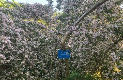 二、 金丝桃：秋后红叶，美丽不可方物