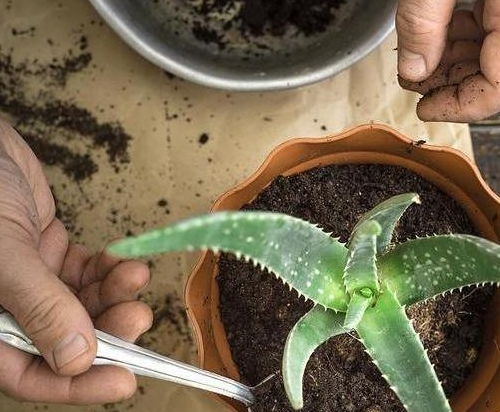 醒苗秘籍：坐月子，养好根