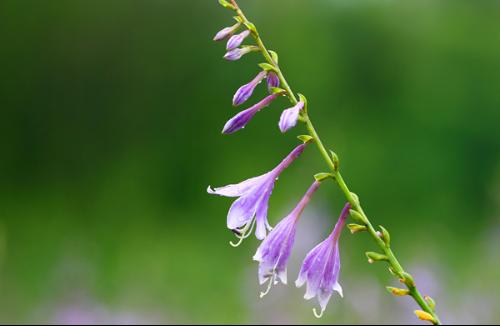 三叶白花草发芽温度控制，你了解多少？
