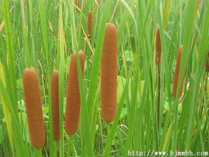 香蒲的种植智慧