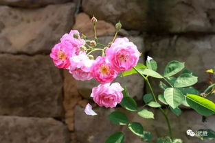 蔷薇花：吉祥物还是麻烦精？