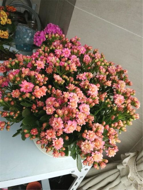 长寿花叶子为何大而植株高？揭秘背后秘密