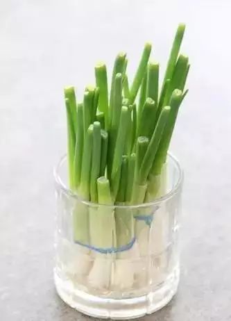 大蒜盆栽种法是什么？