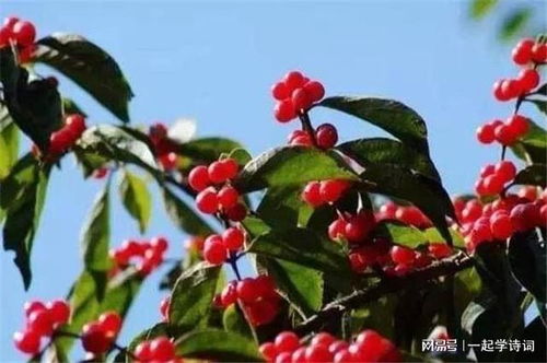 “茱萸相似花，功效中药宝”