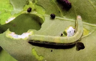 遇雨结块，怎么办？