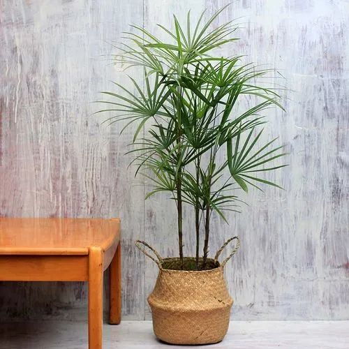 观音竹，一种易养护的室内观叶植物