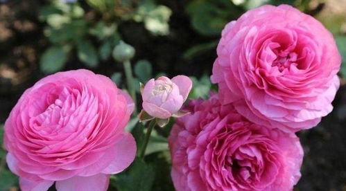 达芬奇月季：粉色的奇迹