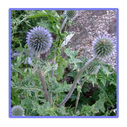 江西地区绿化苗木的选择