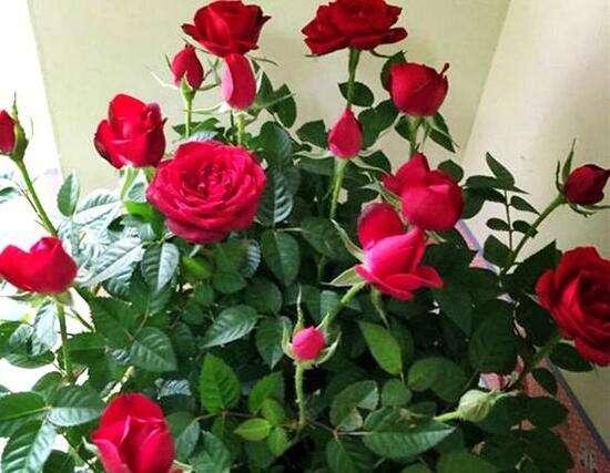 病虫害防治， 不可忽视