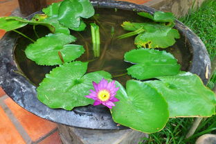 黄色睡莲的花语又代表着什么美好的寓意呢？