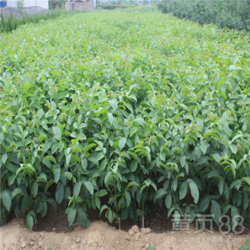 种植密度：5X3还是5X5？