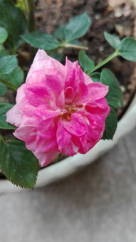 恋人印记月季的花期是多久呢？