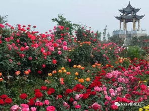 南阳月季， 树状月季花开得如火如荼