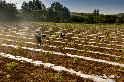 月季花香，百折不挠的精神力量